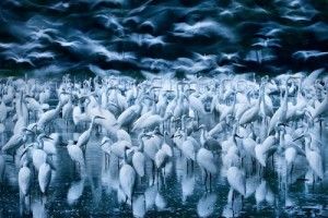 Canon patrocina la categoría juvenil del concurso ‘Wildlife Photographer of the Year’